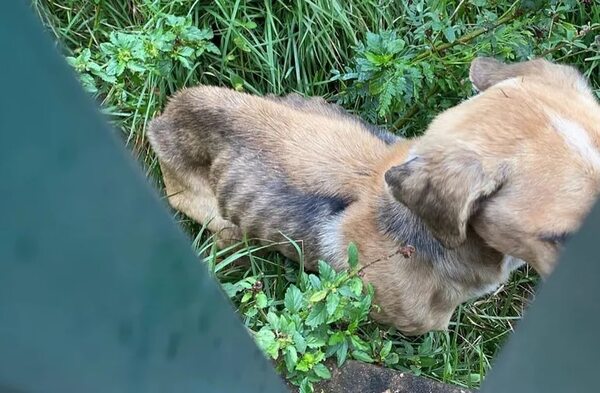 Rescatan a perro en estado de desnutrición: estaba encerrado en predio abandonado - ABC en el Este - ABC Color