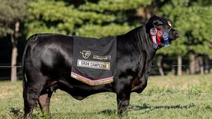 Una vaca Brangus se convierte en el animal más caro en la historia del Paraguay