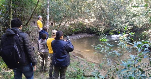 La Nación / Habilitan nuevo circuito turístico “Mbaracayú Yerba Mate Guataha”