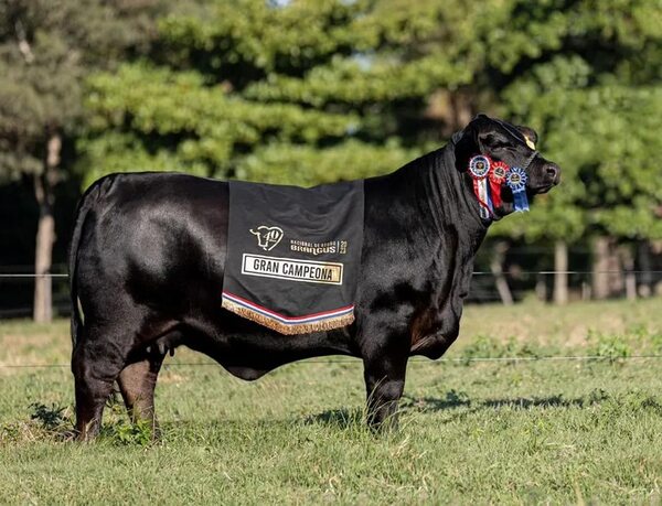 Tamy, una vaca “perfecta” es la más cara del Paraguay - Nacionales - ABC Color