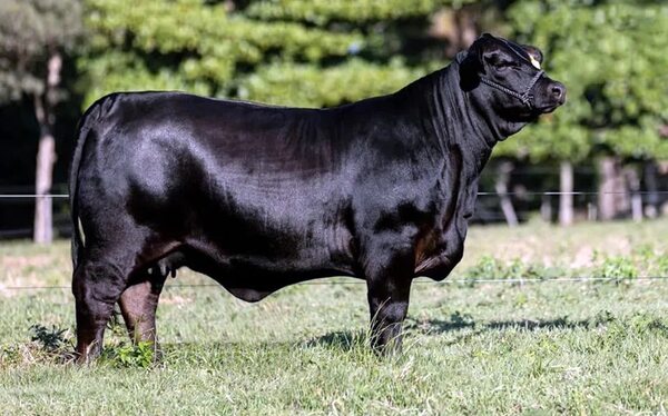 Una vaca Brangus es hoy la más cara en la ganadería paraguaya - Nacionales - ABC Color