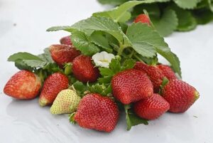 Sabrina, la reina de la frutilla 2023 - ABC Revista - ABC Color