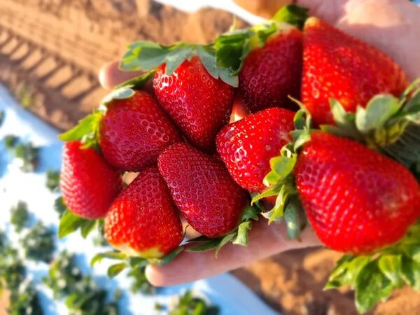 Sugerencias dulces: todo con frutillas - ABC Revista - ABC Color