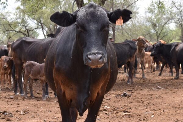 Disertarán sobre manejo y sanidad bovina en etapas reproductivas, este martes