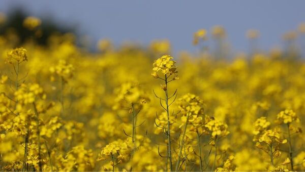 Siembra de canola bate récord y tiñe de amarillo más de 100.000 hectáreas (mayoría queda en mercado interno)
