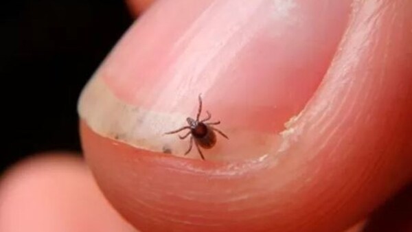 Japón registra la primera muerte de un ser humano a causa del virus de la garrapata