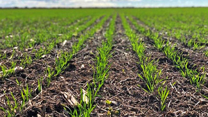 El clima favorece la actividad agrícola en todo el Alto Paraná - La Clave