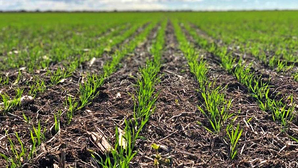 El clima favorece la actividad agrícola en todo el Alto Paraná - La Clave