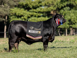 Tamy, la vaca más cara de la historia del Paraguay