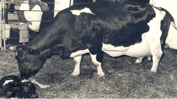 Diario HOY | No es una vaca cualquiera: dio 92,9 litros de leche en un día y bate récord