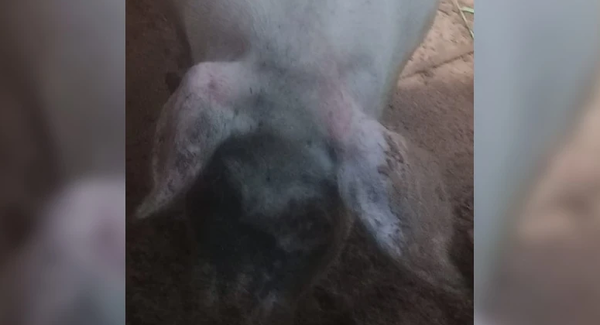 Emborracharon a un chancho para robarlo - Noticiero Paraguay