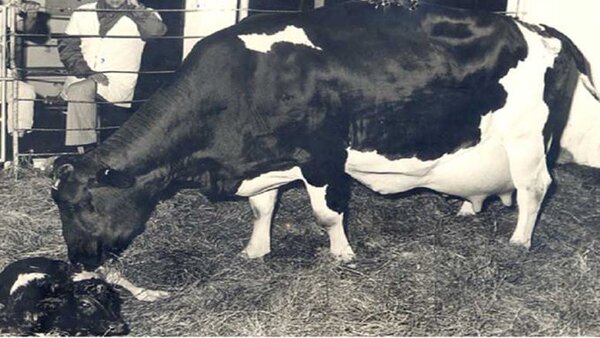 No es una vaca cualquiera: dio 92,9 litros de leche en un día y bate récord
