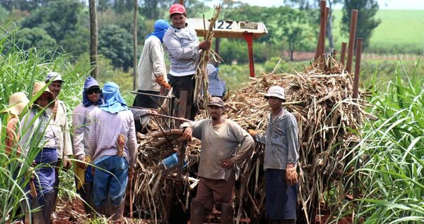 Proyectan mejores resultados para la caña de azúcar en este 2023