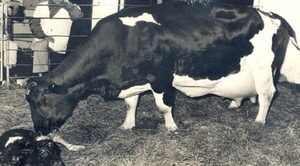 No es una vaca cualquiera: dio 92,9 litros de leche en un día y bate récord - Radio Imperio
