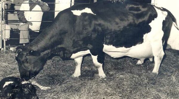 No es una vaca cualquiera: dio 92,9 litros de leche en un día y bate récord - Radio Imperio