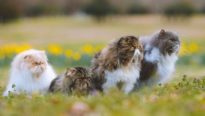 Florida: gatos persas millonarios ya tienen nuevo hogar tras heredar una fortuna - Unicanal