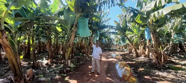Rubro bananero está en crisis en Paraguay, afirman productores - Nacionales - ABC Color