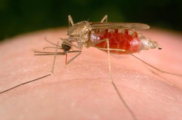 Diario HOY | EEUU alerta de primeros casos locales de malaria en 20 años