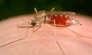 EEUU alerta de primeros casos locales de malaria en 20 años - Oasis FM 94.3