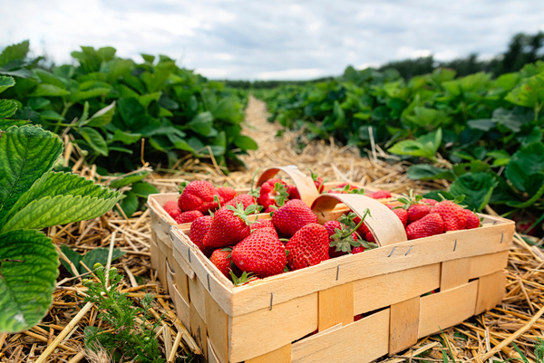 ¡Ya están las frutillas! Productores listos para recibir a visitantes
