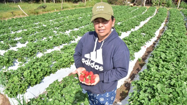 La frutilla es la reina del invierno