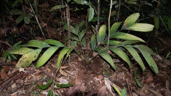 Científicos hallan nueva especie de palmera que fructifica y florece bajo tierra