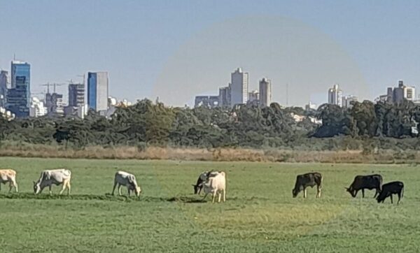 Vacas llegaron “volando” al aeropuerto