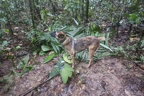Es improbable encontrar al perro rescatista Wilson, dice Ejército de Colombia - Mundo - ABC Color