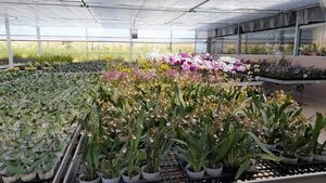 Inauguran bloque de invernadero de orquídeas en Caacupé - Nacionales - ABC Color