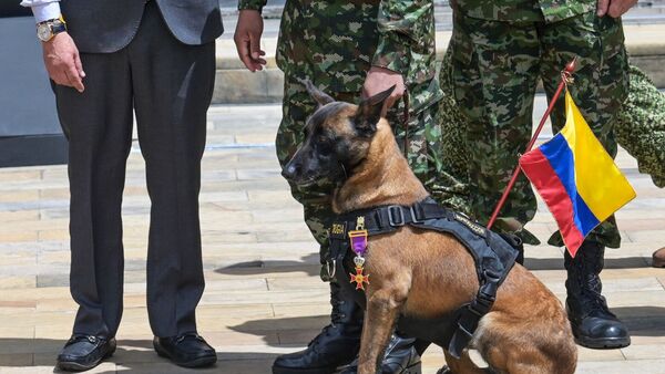 Colombia condecora a Drugia, madre del perro Wilson que se perdió en búsqueda de menores