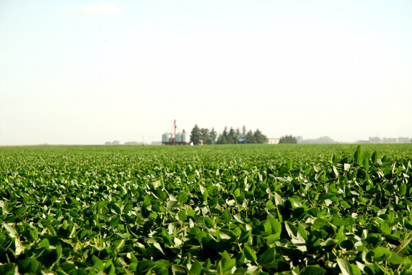 El PIB paraguayo crece 5,2% apoyado en la agricultura, ganadería y las binacionales | Índices y Cotizaciones | 5Días