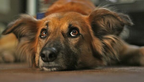 Diario HOY | Por primera vez, indemnizarán a una pareja por la muerte de su perro
