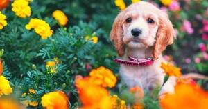 La Nación / Corte confirmó condena contra veterinaria por muerte de la perrita Mía