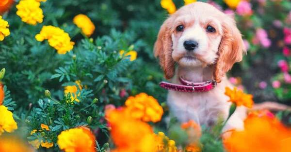 La Nación / Corte confirmó condena contra veterinaria por muerte de la perrita Mía