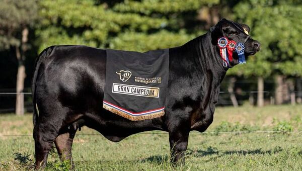 Ella es Tamy, la vaca Brangus más cara de la historia de Paraguay (valuada en US$ 157.000)