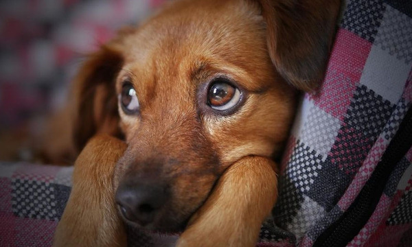 Por primera vez, indemnizarán a una pareja por la muerte de su perro - OviedoPress
