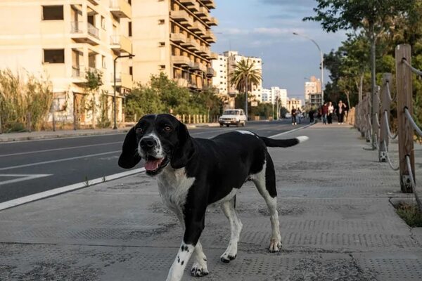 Fobia y parásitos: se recomienda tomar distancia de perros callejeros - Mascotas - ABC Color