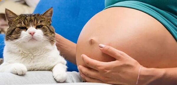 Toxoplasmosis en perros y gatos - Mascotas - ABC Color