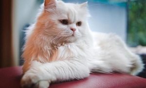 La importancia de llevar al gato al veterinario | Telefuturo