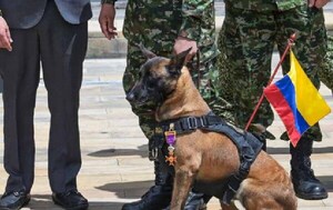 Colombia condecora a Drugia, madre del perro Wilson que se perdió en búsqueda de menores – Prensa 5