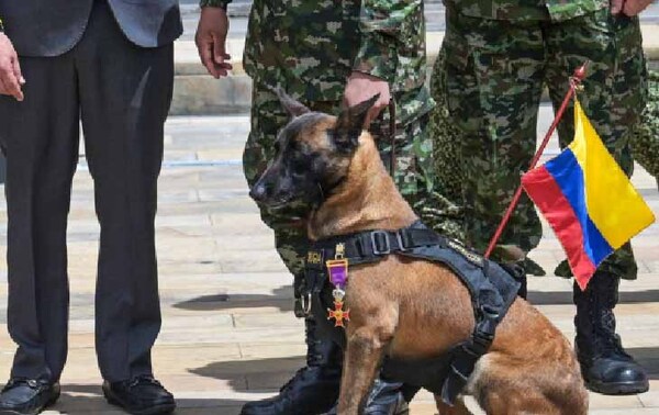 Colombia condecora a Drugia, madre del perro Wilson que se perdió en búsqueda de menores – Prensa 5