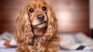 Veterinaria deberá pagar Gs. 30 millones por la muerte de una perrita