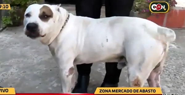 "Braco" volvió a los brazos de su dueño - C9N
