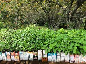 DONAN PLANTINES DEL CEREZO JAPONÉS SAKURA, PARA SU CULTIVO EN ENCARNACIÓN