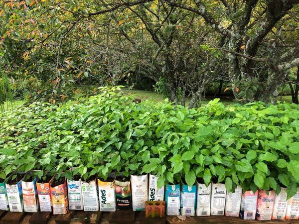 DONAN PLANTINES DEL CEREZO JAPONÉS SAKURA, PARA SU CULTIVO EN ENCARNACIÓN