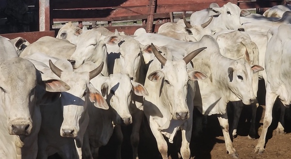 Roban 40 animales vacunos de una estancia en San Alfredo