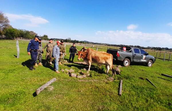 Recuperan dos bueyes robados a humilde agricultor •