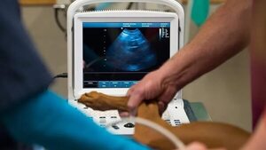 Veterinaria condenada por muerte de perrita Mía da su versión del fallo - Nacionales - ABC Color