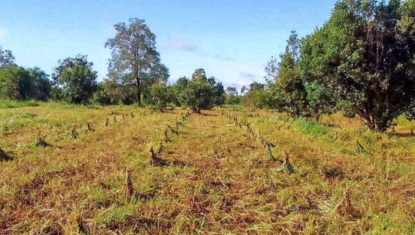 Llega una nueva aventura: Mbaracayú Yerba Mate Guataha transporta a la historia y producción de yerba en Canindeyú