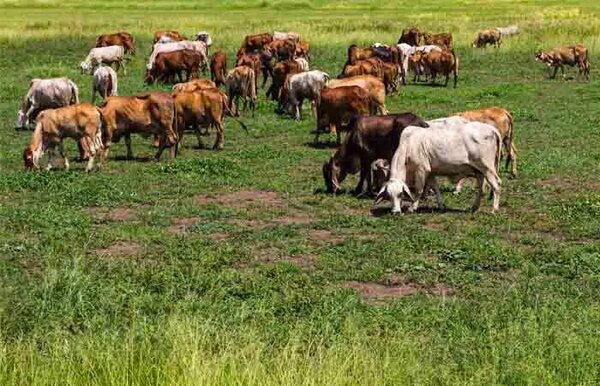 Roban 550 cabezas de ganado de un establecimiento rural y detienen a capataz - Radio Imperio